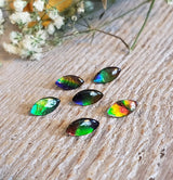 Ammolite triplet - Parcel of 6