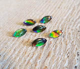 Ammolite triplet - Parcel of 6