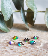 Ammolite triplet - Parcel of 6