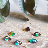 Ammolite triplet - Parcel of 6