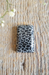 Fossilized coral