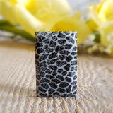 Fossilized coral