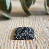Fossilized coral