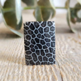 Fossilized coral