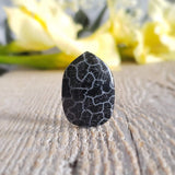 Fossilized coral