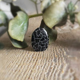 Fossilized coral
