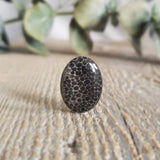 Fossilized coral