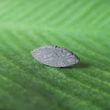 Meteorite, Muonionalusta