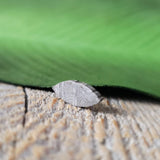Meteorite, Muonionalusta