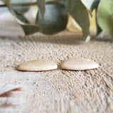 Fossilized Coral - Pair