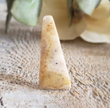 Fossilized Coral - Pair