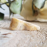 Fossilized Coral - Pair