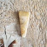 Fossilized Coral - Pair