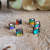 Triplet d'ammolite - Lot de 6