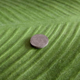 Meteorite, Muonionalusta