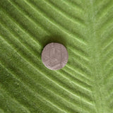 Meteorite, Muonionalusta